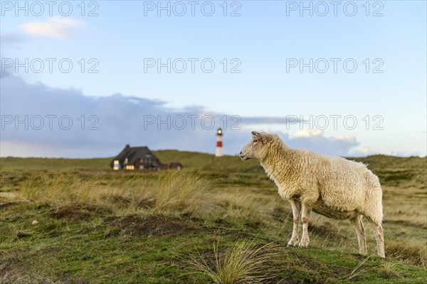 Domestic sheep