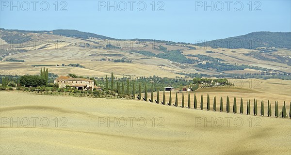 Poggio Covili estate with cypress