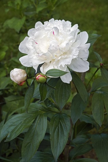 Chinese peony