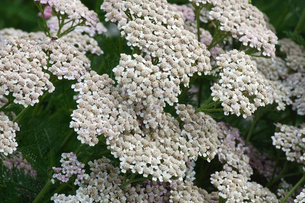 Yarrow