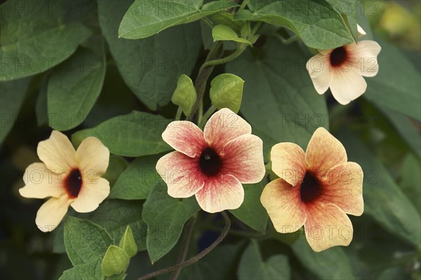 Black-eyed Susan vine