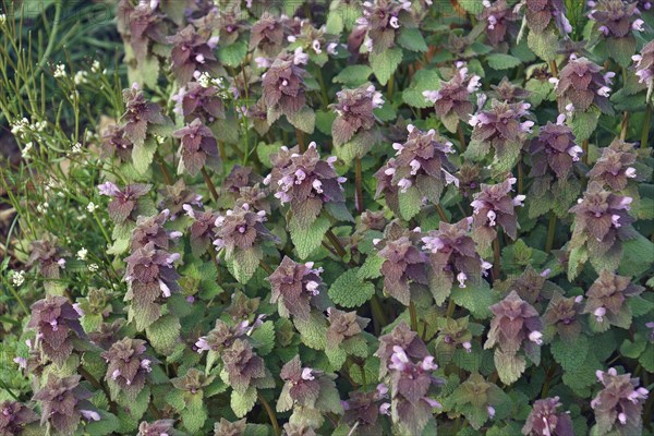 Red dead-nettle