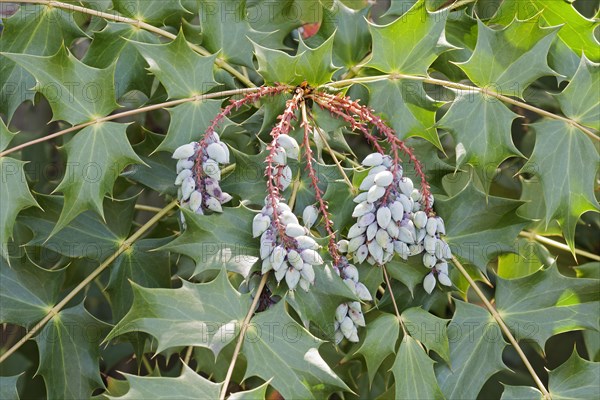 Beales barberry