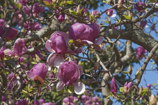 Saucer magnolia