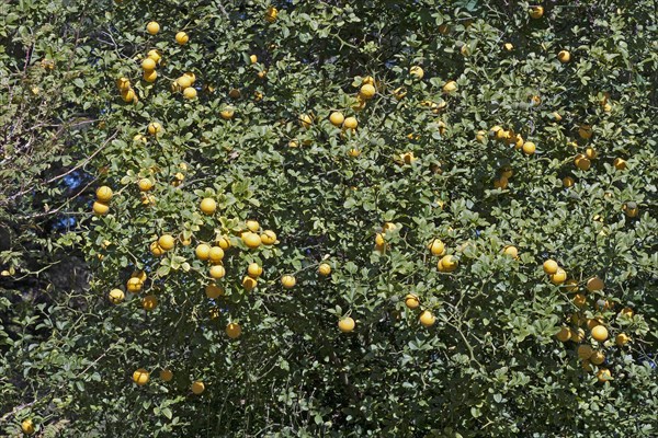 Trifoliate citrus