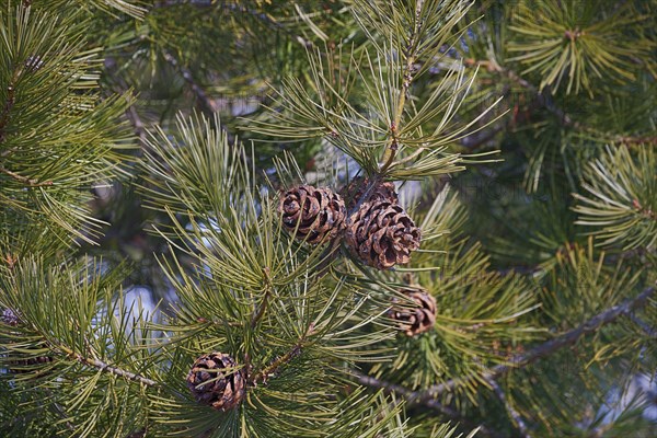 Lace-bark pine