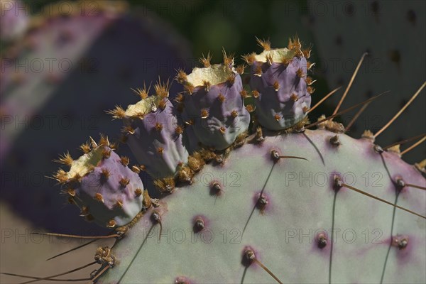 Santa Rita prickly pear