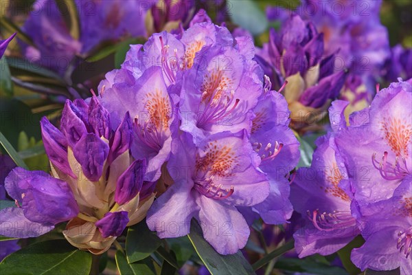 Catawba rosebay