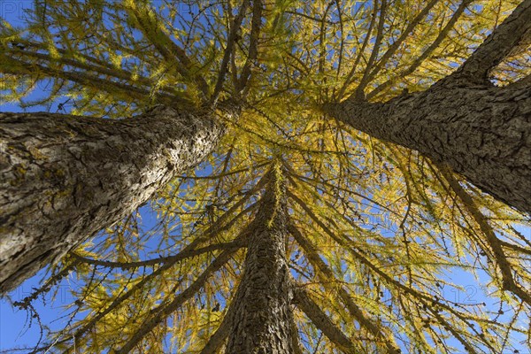 View in the tree tops of a larch tree forest in autumn