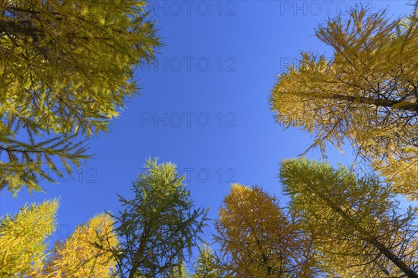 View in the tree tops of a larch tree forest in autumn