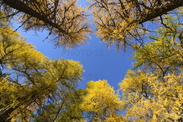 View in the tree tops of a larch tree forest in autumn