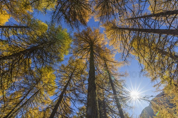 View in the tree tops of a larch tree forest in autumn