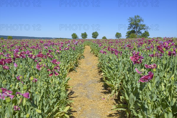 Opium poppy field with path