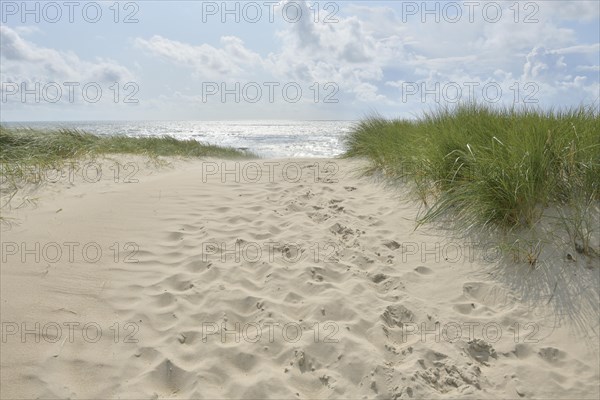 Dune landscape with sandy footpath to the sea in summer