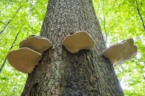 Red banded polypores