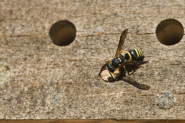 Clay wasp