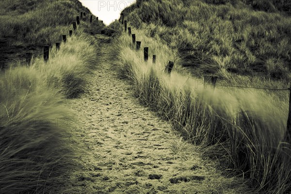 Sand path with dune grass and fence