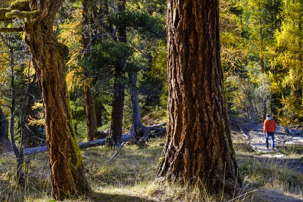 Hikers in autumn larch forest