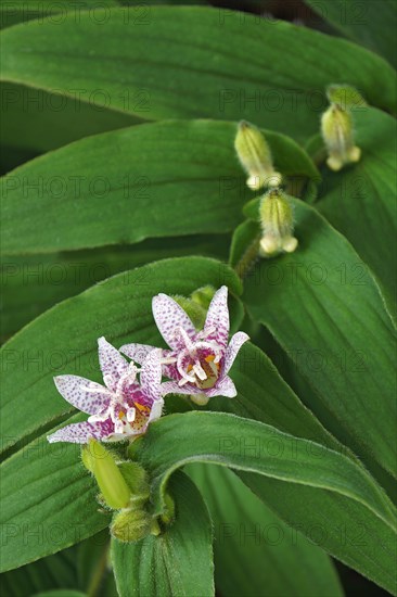 Toad lily