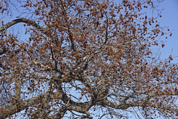 American sweetgum