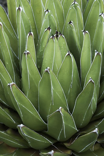 Queen Victoria agave