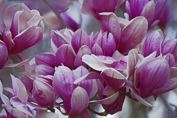 Saucer magnolia