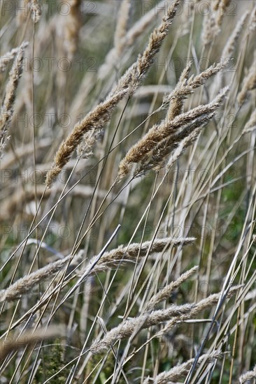 Reedgrass