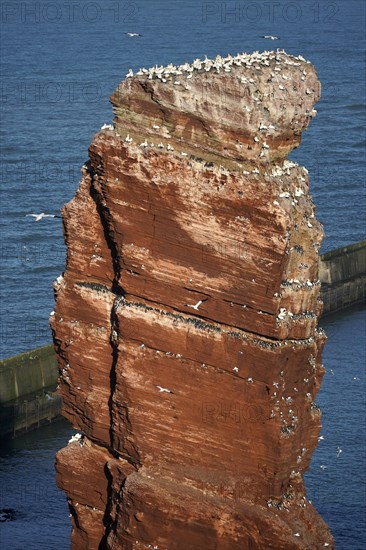 Northern gannet