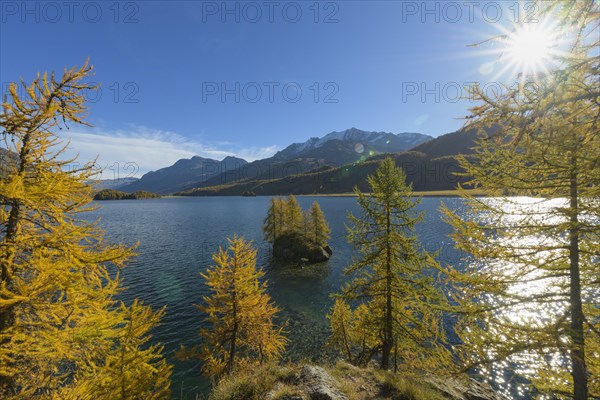 Lake Silsersee with colorful larch trees and sun in autumn