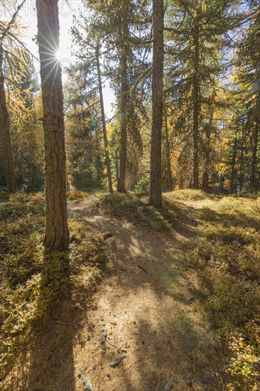 Path with colorful larch trees and sun in autumn