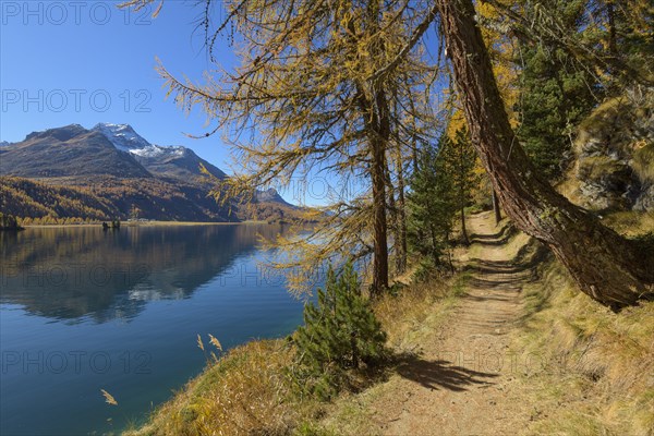 Path with colorful larch trees in autumn