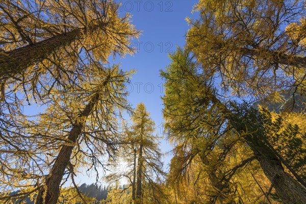 View in the tree tops of a larch tree forest in autumn