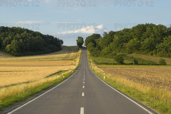 Country road with grain fields in summer