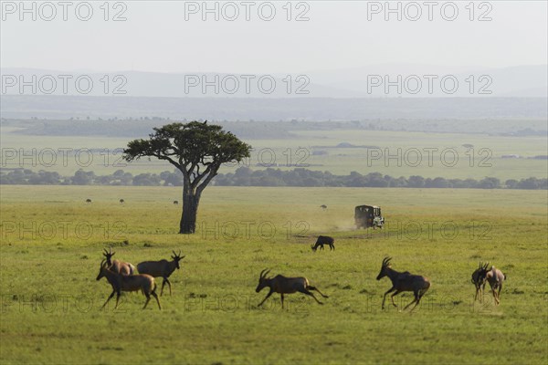 Savannah landscape with safari vehicle