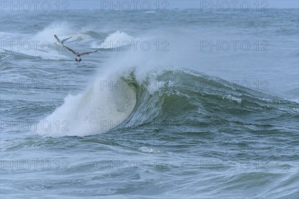 Breaking Wave