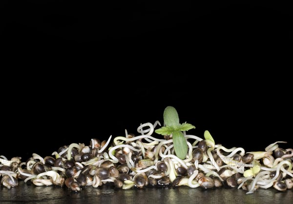 Fresh sprouts of hemp
