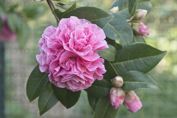 Japanese camellia