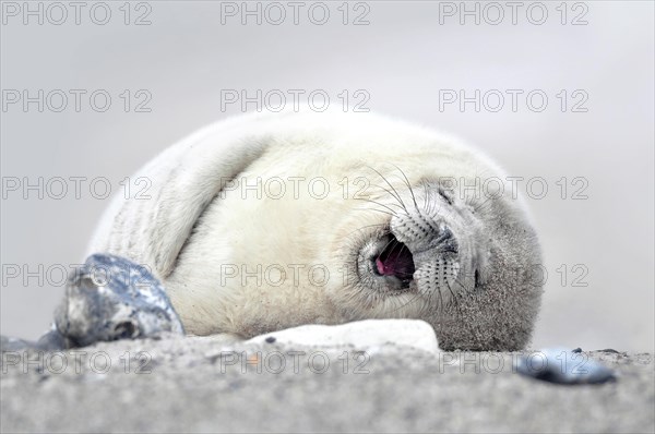 Grey seal