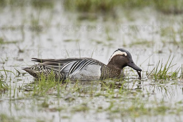 Garganey