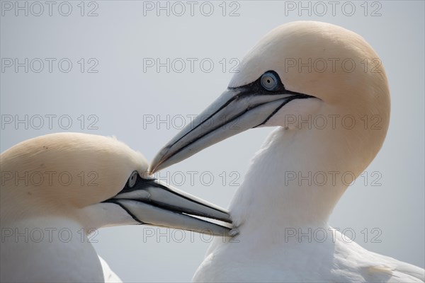 Northern gannet