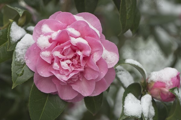 Japanese camellia