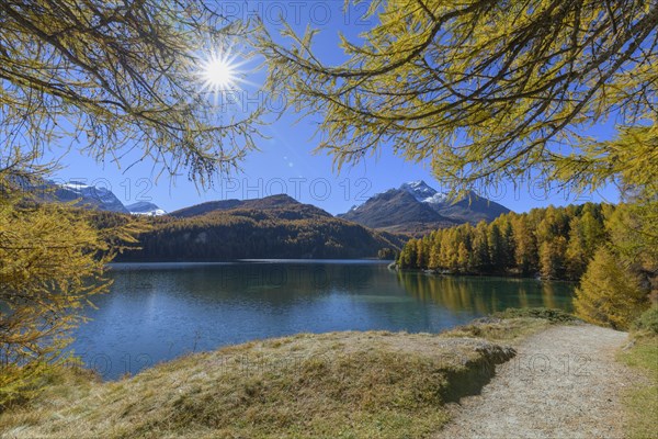 Path with colorful larch trees and sun in autumn