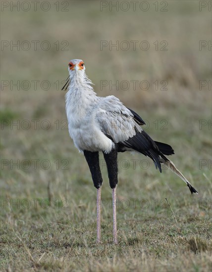 Secretary bird