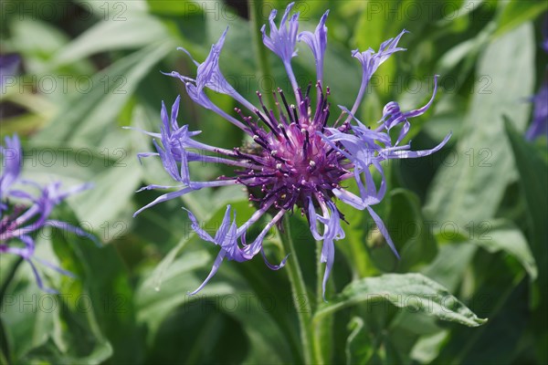 Perennial cornflower