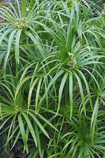 Umbrella plant