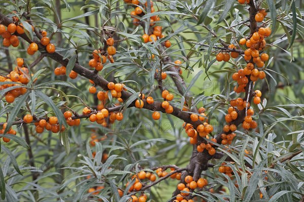 Common sea-buckthorn