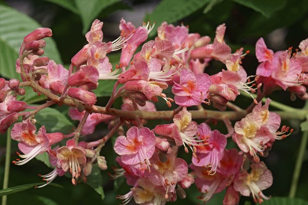 Red horse chestnut