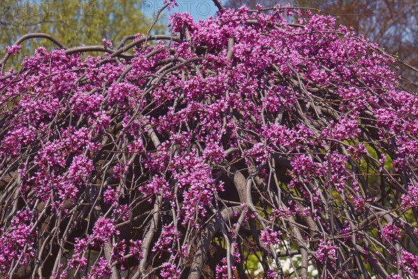 Eastern redbud