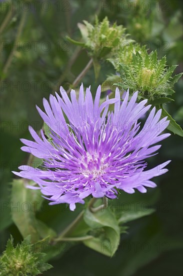Stockesia