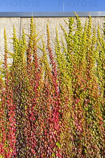 Facade greening with autumn leaves on a building of the Rhein-Sieg-Gymnasium